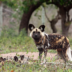 african dog