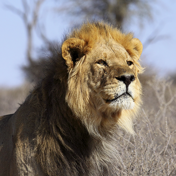 lion
