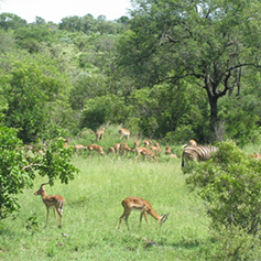 Image of termite mound