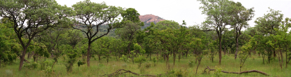 Image of African savannah